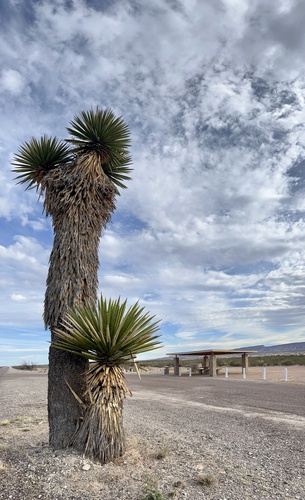 Yucca faxoniana
