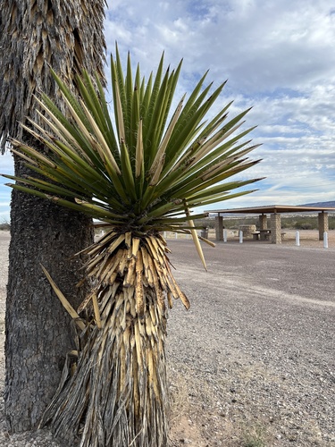 Yucca faxoniana