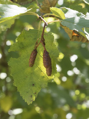 Alnus incana tenuifolia