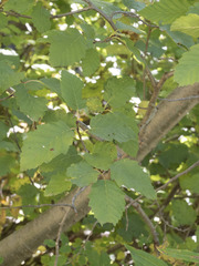 Alnus incana tenuifolia