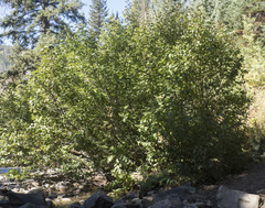 Alnus incana tenuifolia