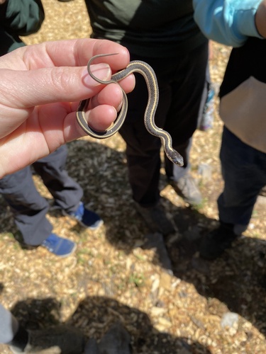 iNaturalist observation photo of Mountain Garter Snake