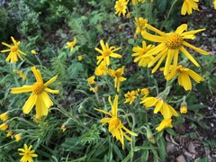 Arnica lonchophylla