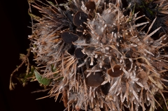 Lanzia echinophila image