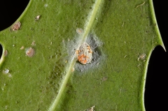 Akanthomyces lecanii