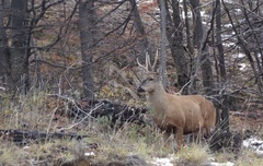 Hippocamelus bisulcus