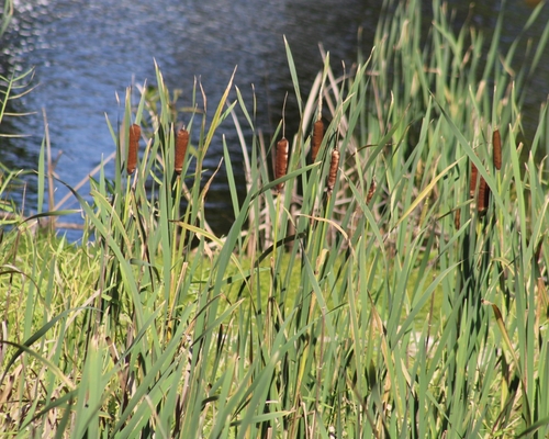 Typha, 2023-03-11