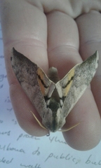 Pseudoclanis postica