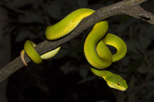 White-lipped Pit Viper, photo 6 of 8