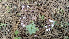 Valeriana urticifolia