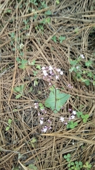 Valeriana urticifolia