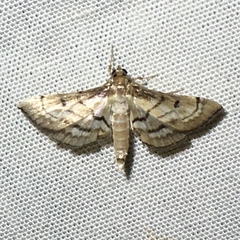 Marasmia cochrusalis