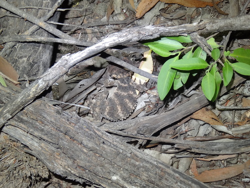 Rough Knob-tail, Nephrurus asper