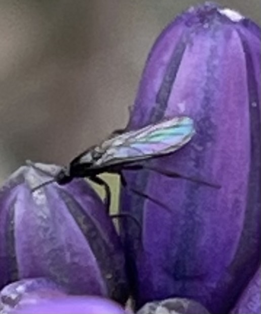 Exiliscelis californiensis
