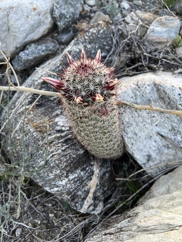 iNaturalist observation photo of Peninsular fishhook cactus