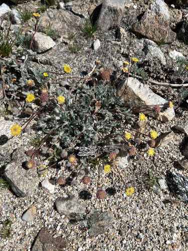 iNaturalist observation photo of yellowhead