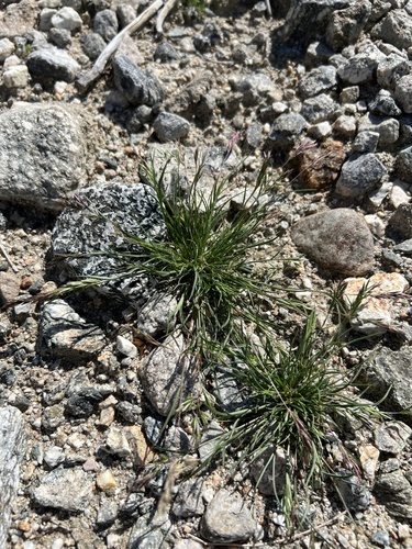iNaturalist observation photo of common Mediterranean grass