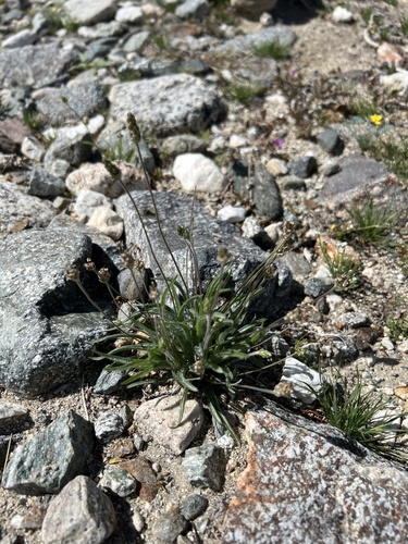 iNaturalist observation photo of Desert Plantain
