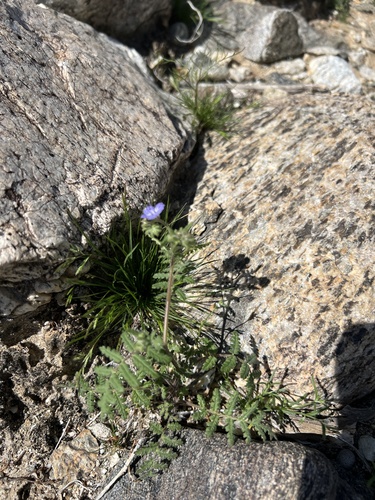 iNaturalist observation photo of distant phacelia