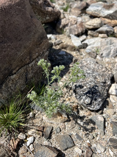 iNaturalist observation photo of Guadalupe cryptantha