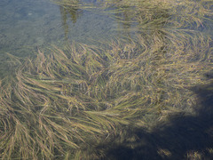 Sparganium angustifolium