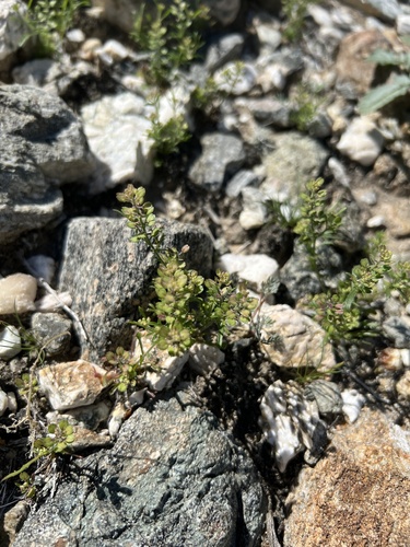 iNaturalist observation photo of Hairypod Pepperweed
