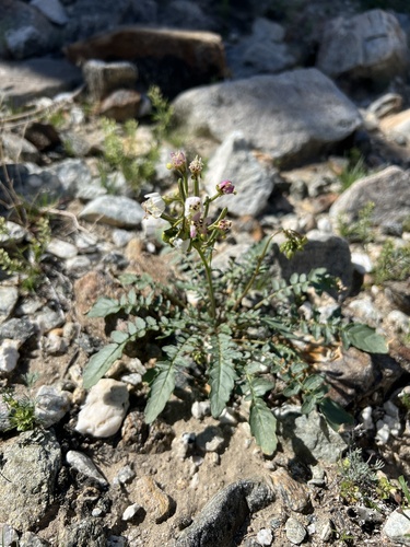 iNaturalist observation photo of Browneyes