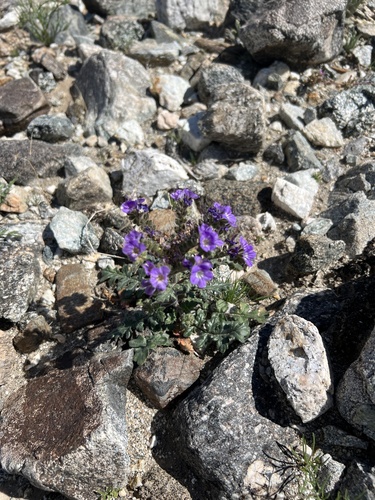 iNaturalist observation photo of Notch-leaf Scorpionweed