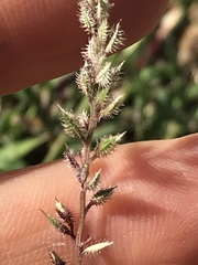 Tragus racemosus