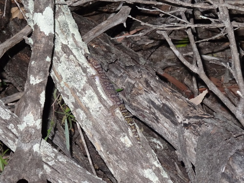 Blotched Gecko, Oedura monilis