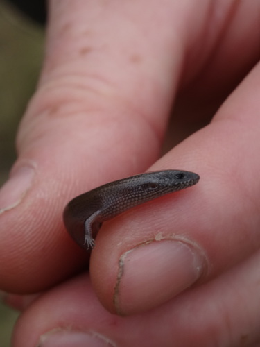 Fine-spotted Mulch-skink