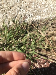 Tragus racemosus