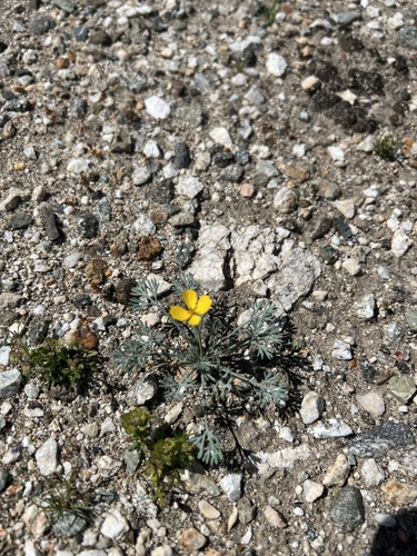 iNaturalist observation photo of Little Gold Poppy