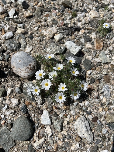 iNaturalist observation photo of Mojave desertstar