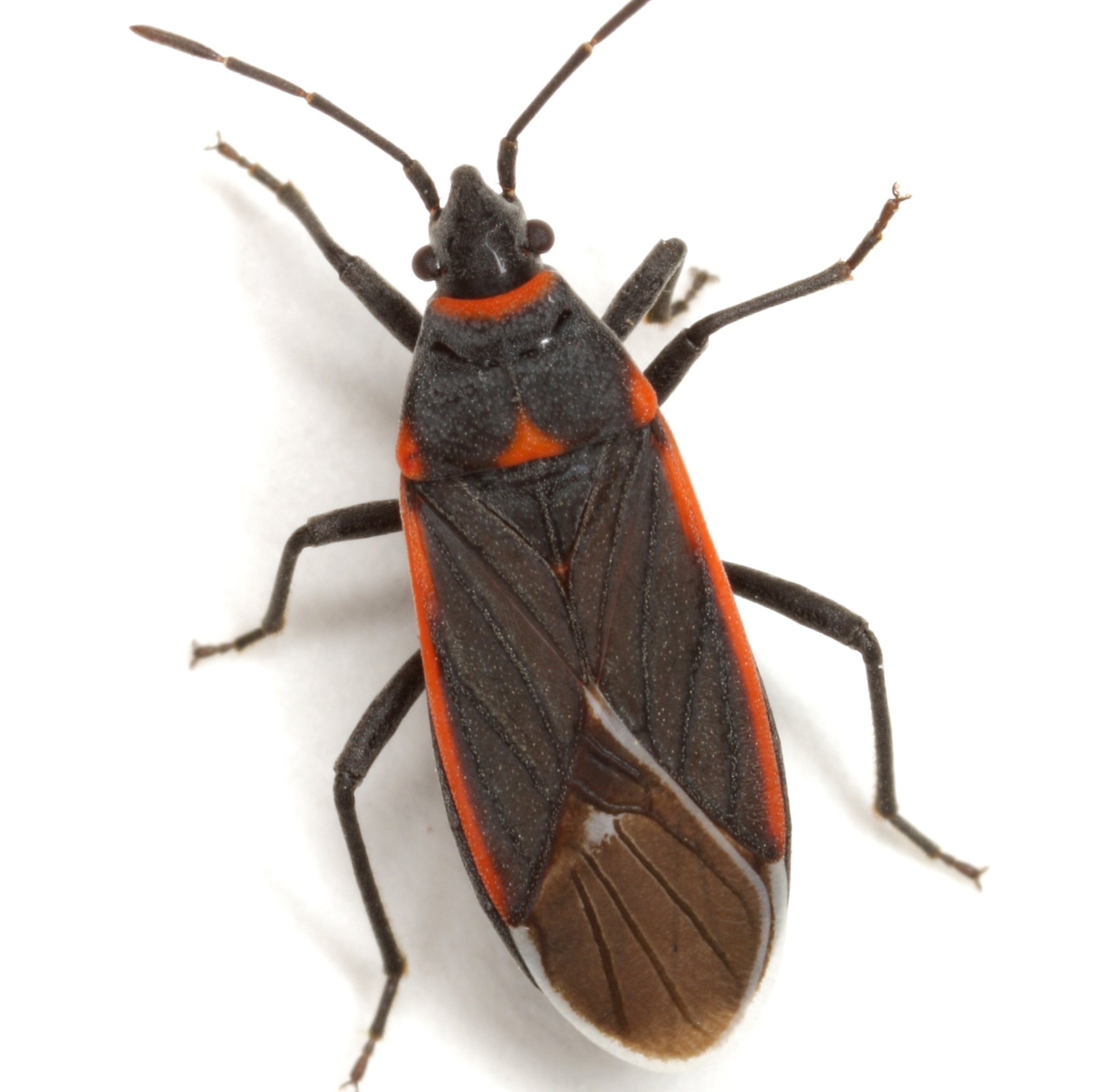 Charcoal Seed Bug (Melacoryphus lateralis) · iNaturalist