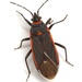 Charcoal Seed Bug - Photo (c) Mike Quinn, Austin, TX, some rights reserved (CC BY-NC), uploaded by Mike Quinn, Austin, TX