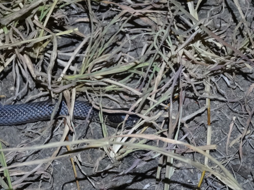 Ornamental Snake