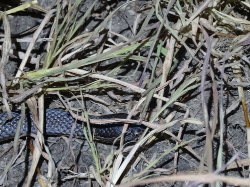 Ornamental Snake