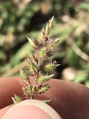 Tragus racemosus