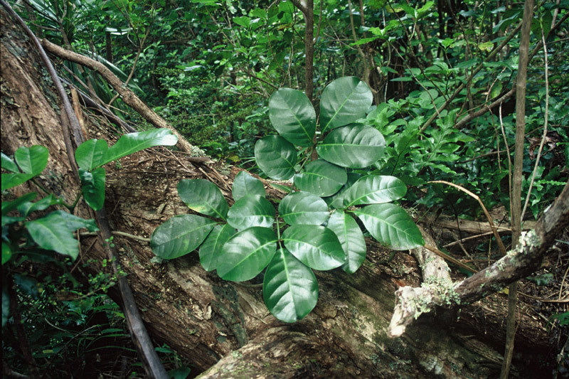 Tecomanthe speciosa, Three Kings Islands, Manawa Tawhi (Great Island), Tasman Stream