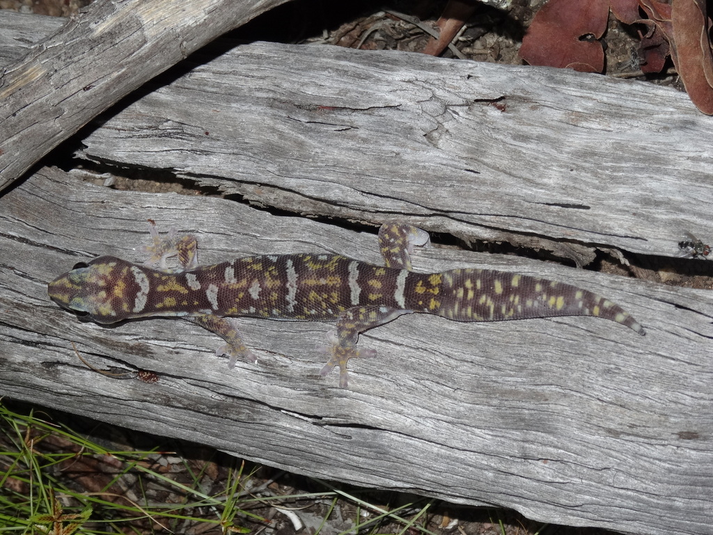 Ocellated Velvet Gecko