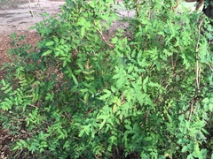 Berberis swaseyi