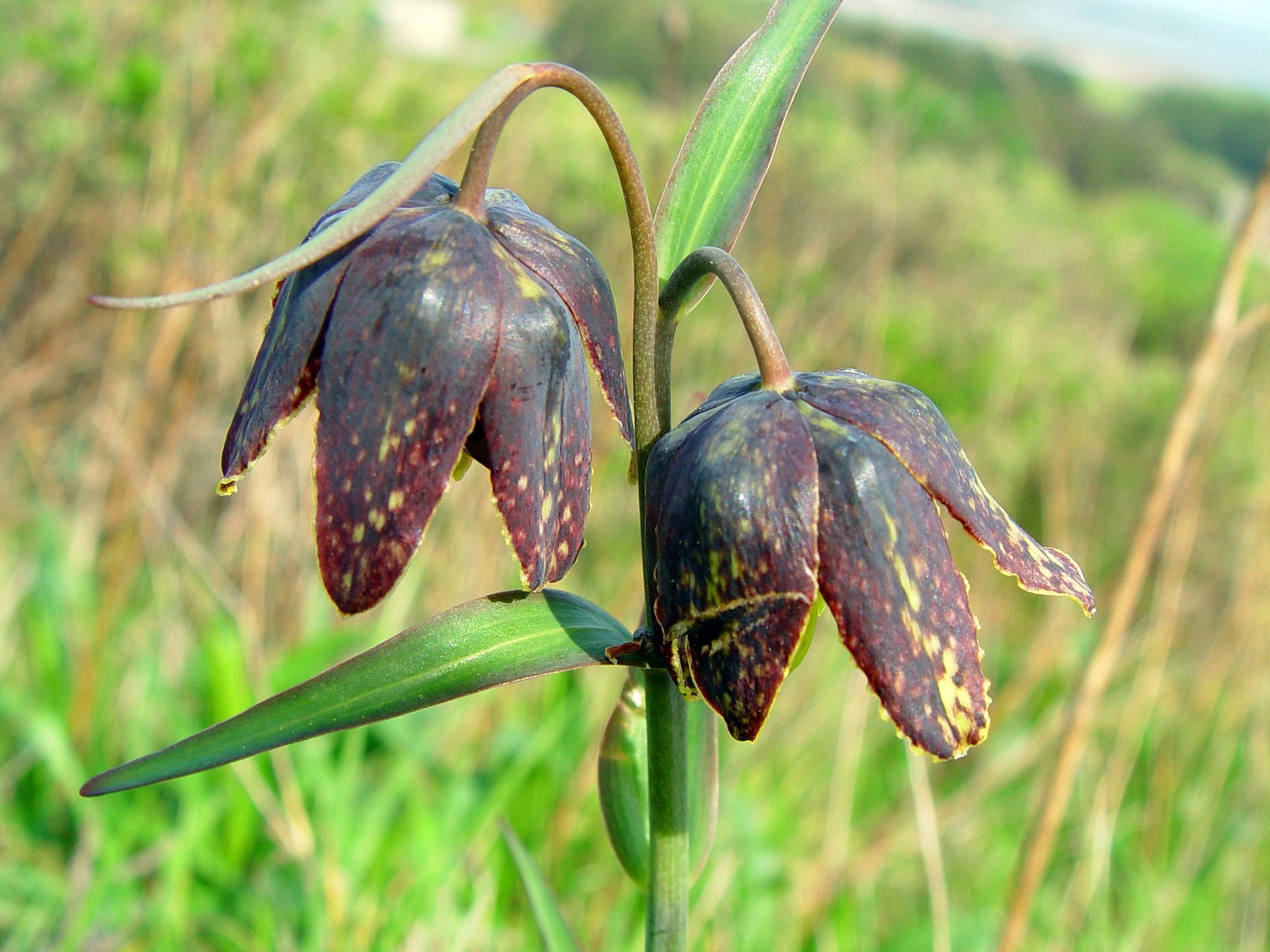 Fritillaria affinis