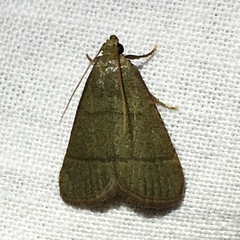 Hypsopygia nostralis