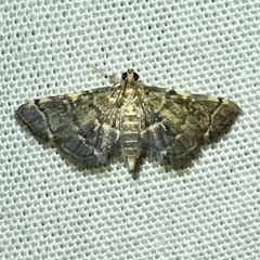 Anageshna primordialis