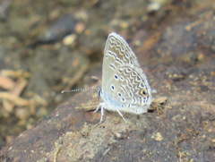 Hemiargus