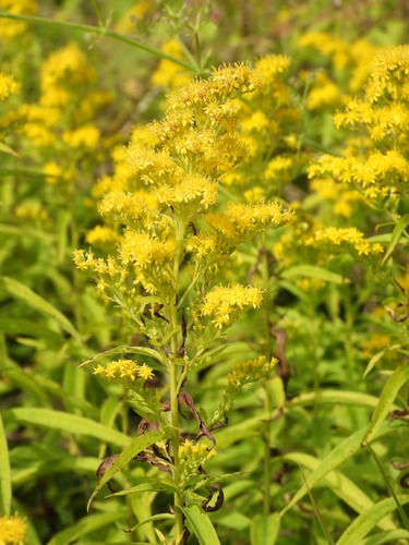 Didžioji rykštenė