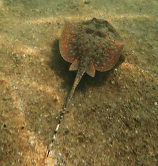 Ningaloo Maskray photo 2
