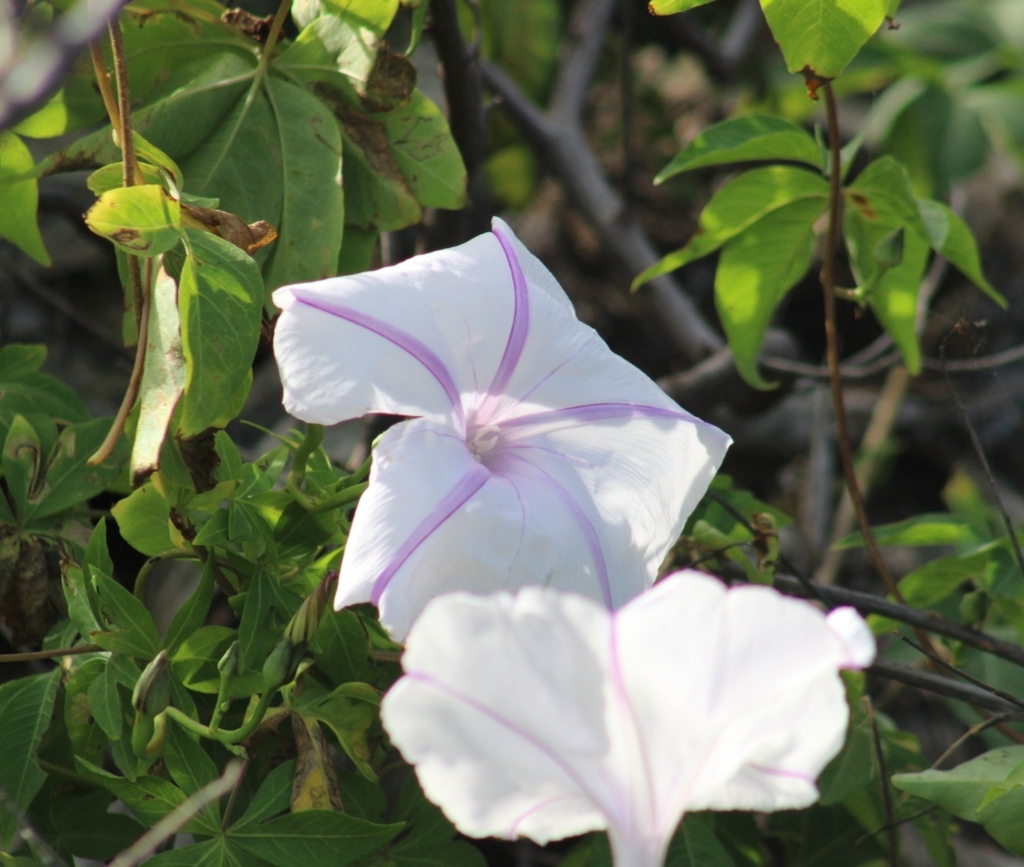 Ipomoea cairica, Mokuleia, HI 96791, USA