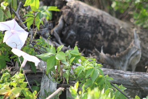 Ipomoea cairica